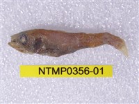 藏品(七星魚)的圖片